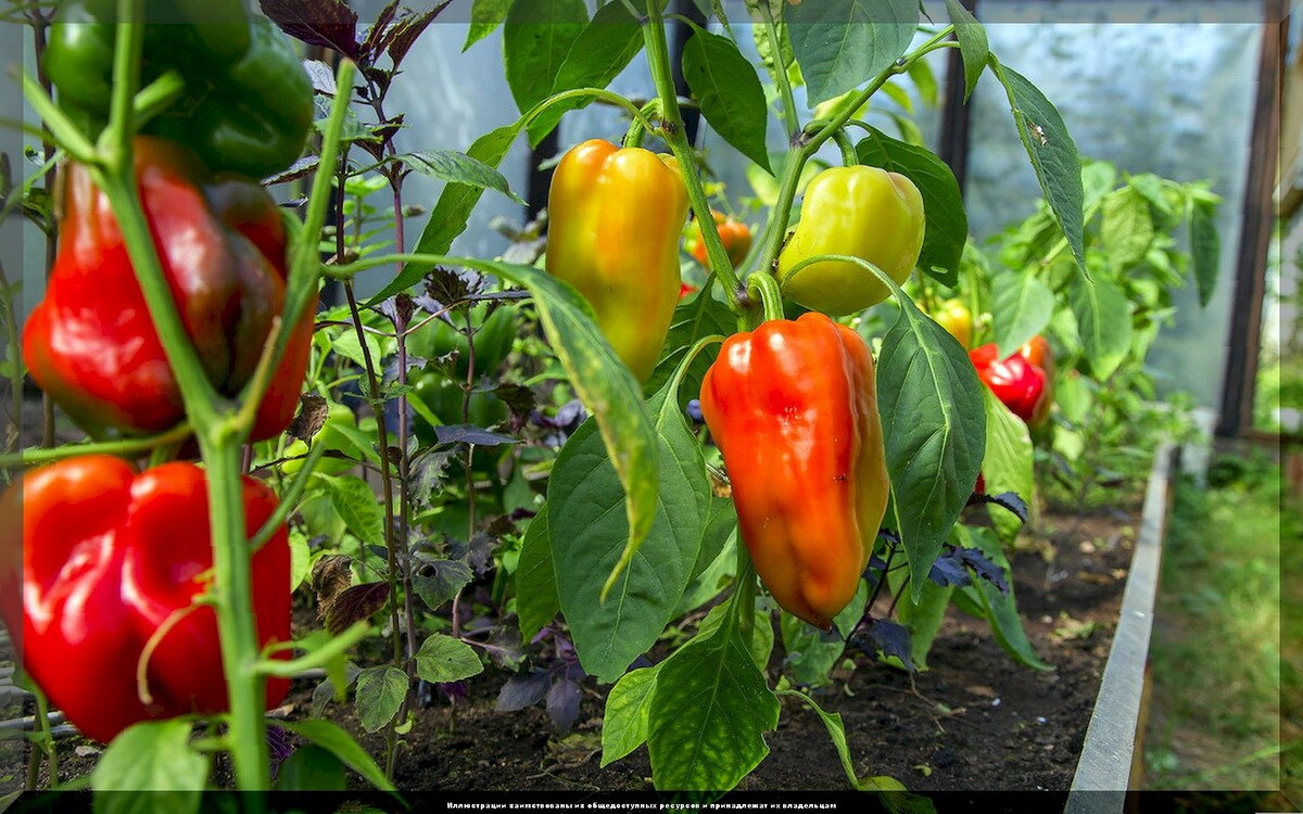 Секреты богатого урожая вкусного перца: как нужно высаживать рассаду перца и правильно ухаживать за перцами после высадки